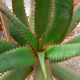 Aloe rupestris ex Lavr. (South Africa) available 12-14cm and 15-20cm Ø